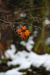 積雪を背景に雪が溶けた雫に濡れる紅葉した葉です。