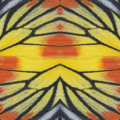 Abstrac background made of butterfly wing