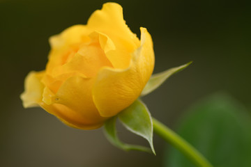 Yellow Flower