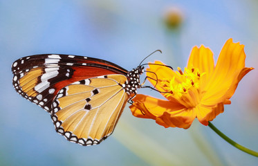 indian monarch butterfly macro photography 