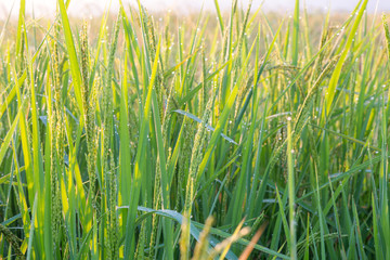 The beauty of Thailand rice, beautyfull background. field, paddy,  rice field farm,   View of Young rice, 