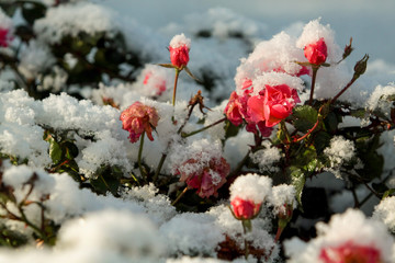 The first snow covered blooming roses.