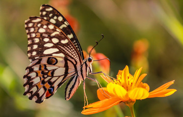 lime butterfly macro on yellow cosmos flower  © Dharma