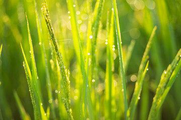 dew on leaf farm field.green background. field, paddy,  rice field farm,   View of Young rice, sprout ready to growing in the rice field 