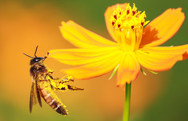 honey bee macro photography 
