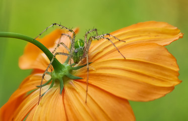 green lynx spider macro photography 
