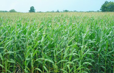 corn field in the farm