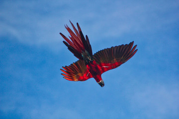 Scarlet Macaw, Red Macaw or Ara Macao in Flight, Costa Rica