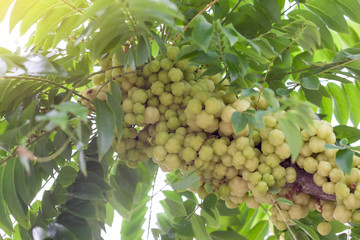 Star gooseberry or Phyllanthus acidus on tree with sunlight in the garden.