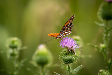 Orange and Purple