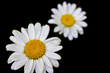 Daisy