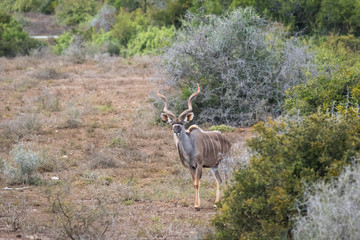 Big old kudu bull