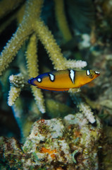 Juvenile Coris gaimard is a species of wrasse, It is an inhabitant of coral reefs, being found in areas that offer a mix of sand patches, rubble, and coral.