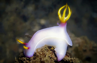Nudibranch, a shell-less marine animal. This nudibranch has white shine body with yellow tentacle and tails.