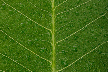 Skeletons and Texture of green leaf with water drop for background macro shot isolate on white background
