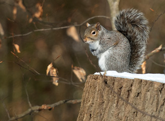 Eastern Gray Squirrel