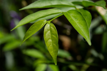 green leaves of tree