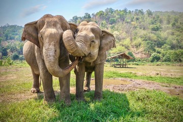 Two cute Asian elephants showing affection for each other.