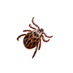 Lyme Disease Infected Tick Insect Isolated on White. Encephalitis Virus or Lyme Borreliosis Disease Infectious Dermacentor Tick Arachnid Parasite Macro.