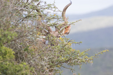 Kudu bull peeking around bush