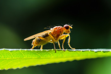 Scathophaga Stercoraria Fly or Yellow Dungfly Diptera Parasite Insect on Plant Green Grass Macro