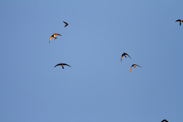 Swifts in Telašćica Nature Park