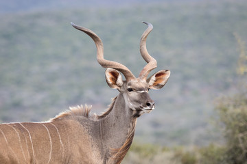 Trophy Kudu bull in plain sight.