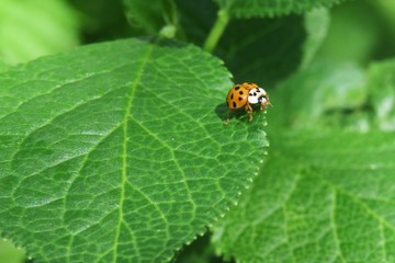 Ladybug on green leaf in the garden, closeup