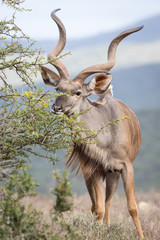Trophy Kudu bull browsing on succulent shrub