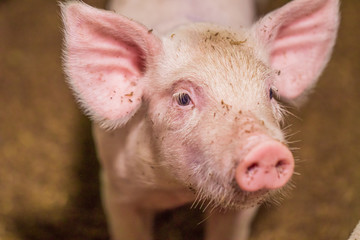 Close-up of piggy faces. Pig farm organic livestock rural agriculture.