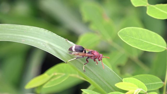 Close Shot of a Large Wasp Exploring a Green Plant Leaf