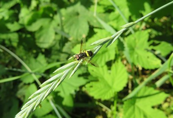 Hoverfly on plant in the meadow, closeup