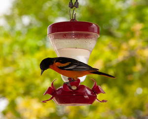 Baltimore Oriole