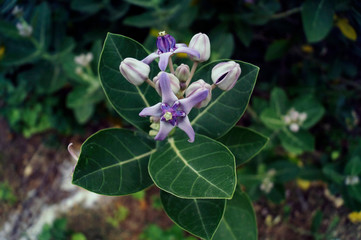  CROWN FLOWER