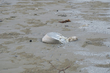 Lok Kawi, Kota Kinabalu, Sabah, Malaysia - September 08, 2019: There is a lot of rubbish left in Lok Kawi Beach. This rubbish are dumped into the sea and washed away to this beach.