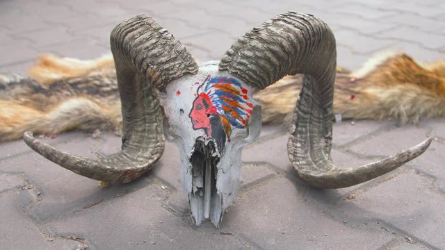 The skull of a ram with a picture of an Indian lying on the ground next to the skin of a wolf
