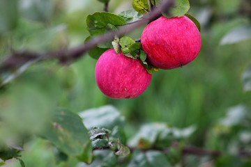 juicy red apples hanging on a branch of an apple tree on a blurred background of green leaves