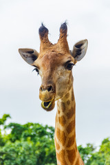 Naklejka premium giraffe from zoo at Beto Carrero World Santa Catarina, Brazil