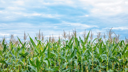 Corn field in clear day, Corn tree at farm land with blue cloudy Sky