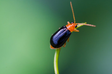 A ladybug, Macro Photograph.