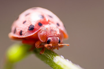 A ladybug, Macro Photograph.