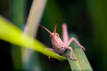 A grasshopper, Macro Photograph.