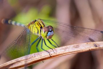 a dragonfly, Macro Photograph.