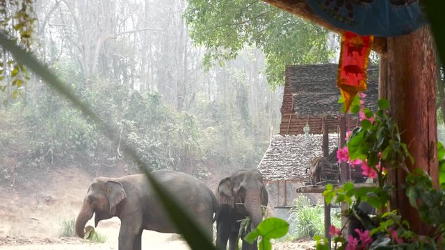 70% goes to elephant-charity in Asia.
Elephant eating in Thailand.