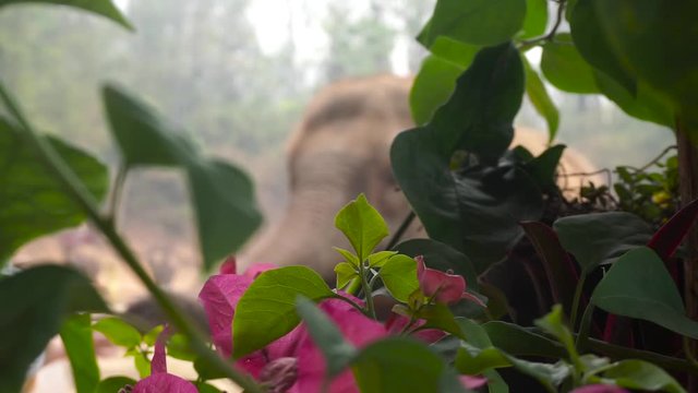 70% of the earnings goes to charity that helps elephant get a free life.