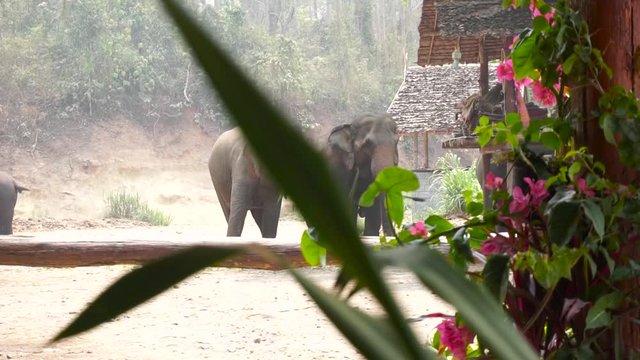 70% goes to elephantcharity in Thailand.