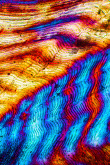 Abstract micrograph of a fish scale from a yellowfin tuna.