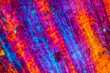 Abstract micrograph of a fish scale from a yellowfin tuna.