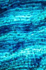 Abstract micrograph of a fish scale from a yellowfin tuna.