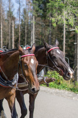 Portrait of two horses. Two brown horses are harnessed to a cart. Photo of two horses on a background of the forest.